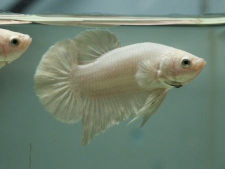 White Platinium HMPKT Casal.JPG